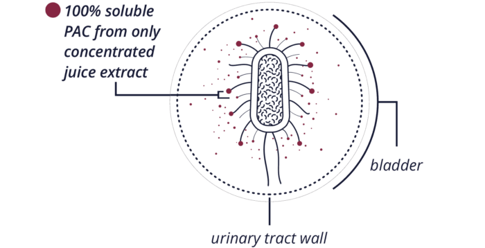 bacteria2 bacteria2